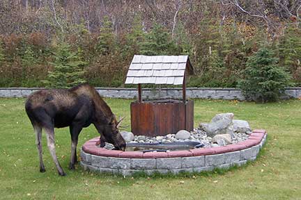 Moose at our wishing well