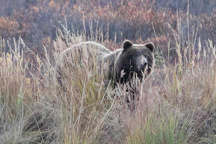 Grizzly bear