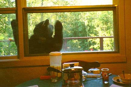 Bear outside the kitchen window