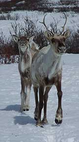 Caribou cows