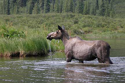 Cow moose in the lake