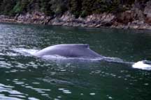 Humpback whale