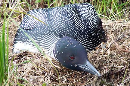 Loon on nest