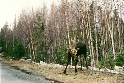 Adolescent bull moose ready to charge