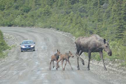 Moose cow and calves on road