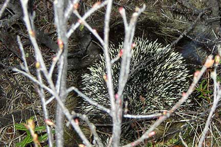 Porcupine from behind