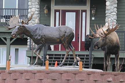 Real moose with bronze moose