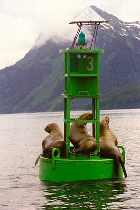 Sea lions on a buoy near Cordova.
