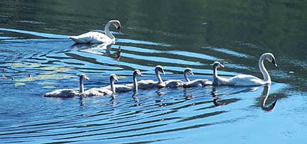 Swan family with six cygnets