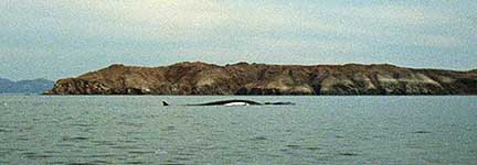 Finback whale in Bay of LA