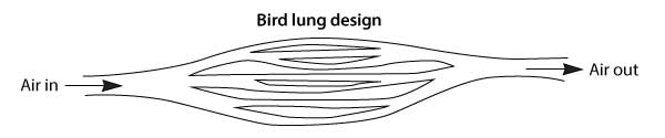 Bird lung design