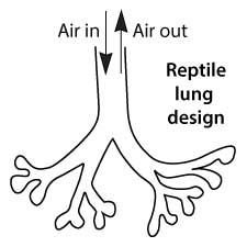 Reptile lung design