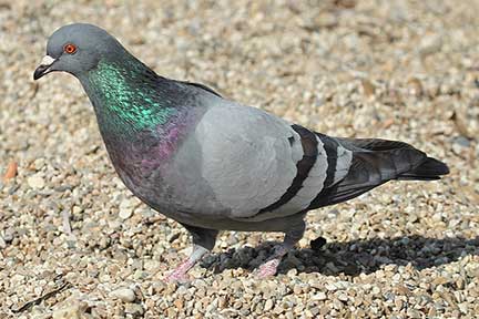 Pigeon